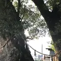 尾鷲神社の大クスの写真_295506