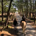 シーガイア乗馬クラブＵＭＡＩＲＵの写真_296835