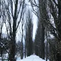 北海道大学の写真_299506