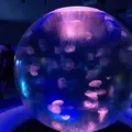 新江ノ島水族館の写真_299755