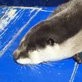 伊勢シーパラダイスの写真_301481