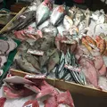 近江町市場の写真_304609