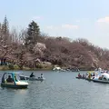 井の頭自然文化園の写真_305734