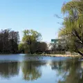石神井公園の写真_306479
