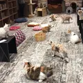 きゃりこ 吉祥寺店の写真_306492