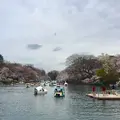 井の頭自然文化園の写真_306494