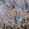 六義園の写真_306868