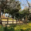 須和田公園の写真_307064