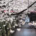 目黒川の写真_307085