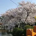 九華公園(桑名城趾)の写真_307659