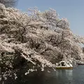井の頭恩賜公園の写真_307901