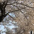 井の頭自然文化園の写真_307904
