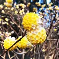 ミツマタの里の写真_308372