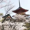 清水寺の写真_309287