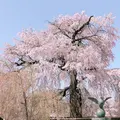 円山公園の写真_309289