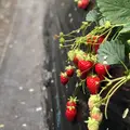 近藤いちご園の写真_309820