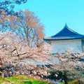 江戸城の写真_310046