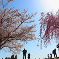 さくらの山公園の写真_310288