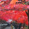 大山寺の写真_310314
