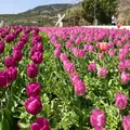 国営明石海峡公園の写真_310419