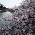 九華公園(桑名城趾)の写真_310802
