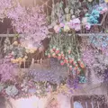フラワースタイル・ラズリの写真_312210