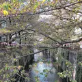 目黒川の写真_312262