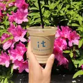 it COFFEEの写真_313530
