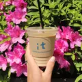 it COFFEEの写真_313534