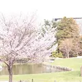 中島公園の写真_313613