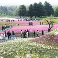 富士芝桜まつりの写真_316581