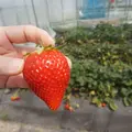 いちごの里の写真_316617