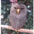 嵐山フクロウとヒョウ猫の森の写真_318388