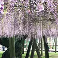 河内藤園の写真_318406