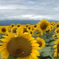 明野のひまわり畑の写真_319407