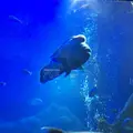 鳥羽水族館の写真_319443