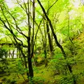 常寂光寺の写真_321436