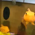おたる水族館の写真_322608