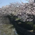 鶴岡八幡宮の写真_322849