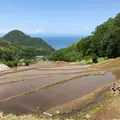 石部の棚田の写真_324430