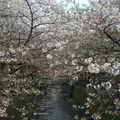 目黒川の写真_324518