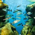 宍道湖自然館ゴビウスの写真_324986