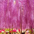 あしかがフラワーパークの写真_325610