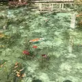 モネの池（名もなき池）の写真_326996