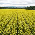 たきかわ菜の花まつりの写真_328761
