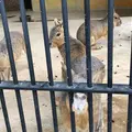 五桂池ふるさと村の写真_328977