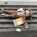明洞/ミョンドン/명동の写真_329255