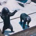 奥飛騨クマ牧場の写真_330953