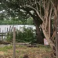 矢切の渡しの写真_331503