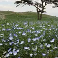 国営ひたち海浜公園の写真_333500